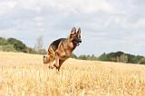 BERGER ALLEMAND 272